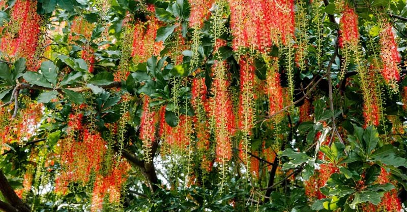 Những điều cần biết về cây Lộc Vừng 