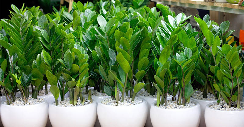 Những điều cần biết về cây kim tiền