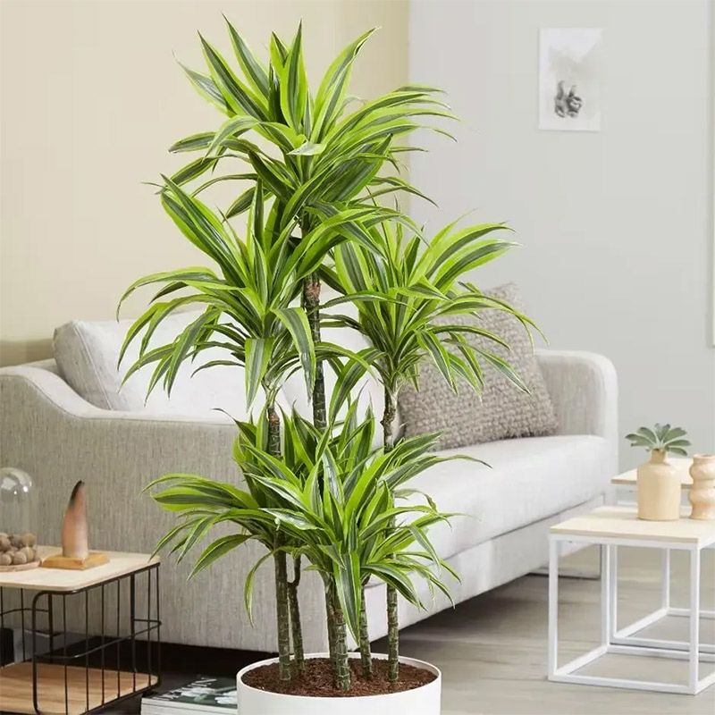 Đặt cây ở phòng khách