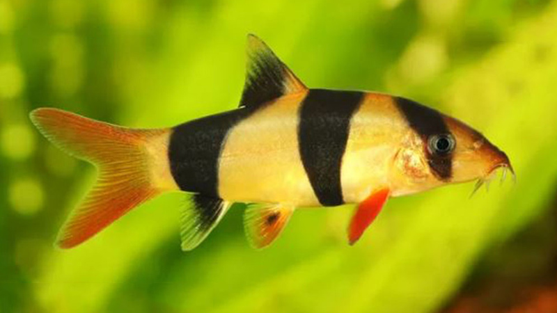 Cá Chuột Mỹ