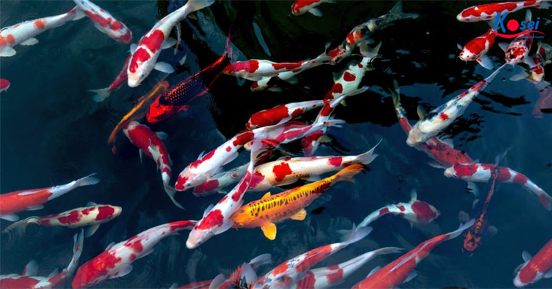 Cá Koi
