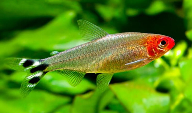 Cá Sóc Đầu Đỏ