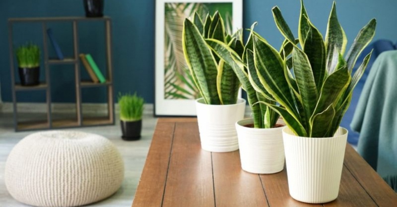 Cách chăm sóc cây lưỡi hổ không bị úng, thối