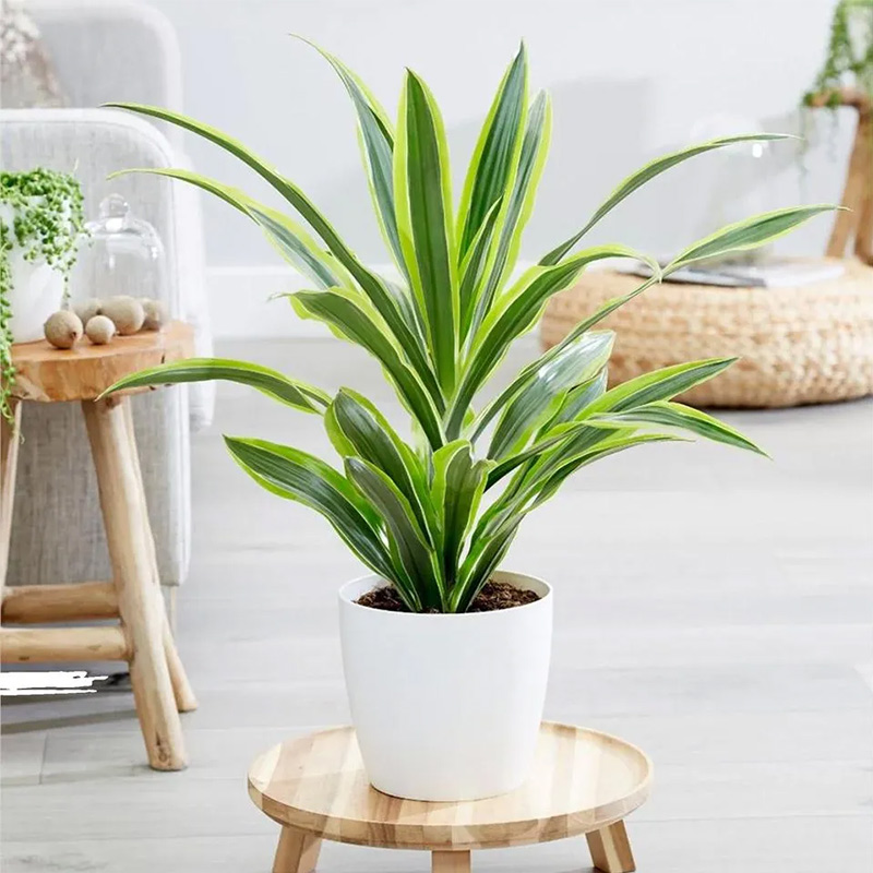Ý nghĩa phong thủy Thiết Mộc Lan