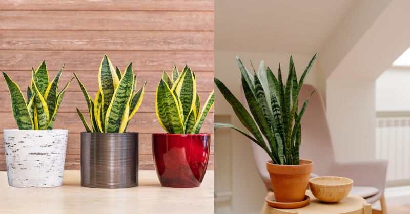Cách trồng cây lưỡi hổ từ cây con và hom lá