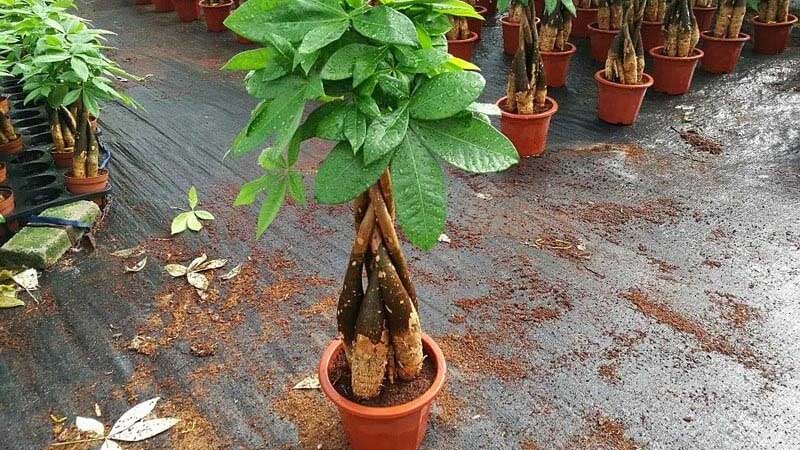 Cách trồng và chăm sóc cây Kim Ngân mà bạn nên tham khảo