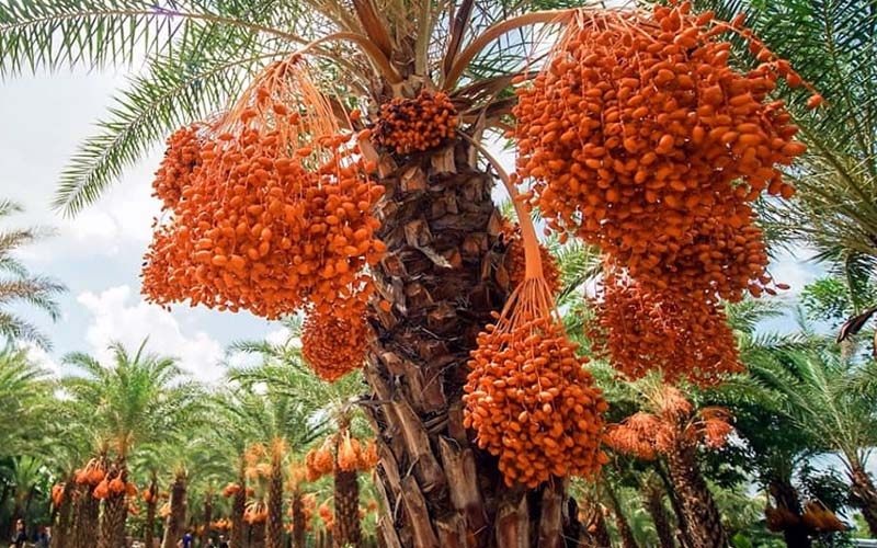 Cây Chà Là có khả năng thích nghi ở điều kiện khắc nghiệt 