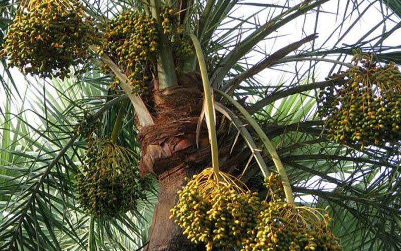 Cây Chà Là có tên khoa học là Phoenix dactylifera