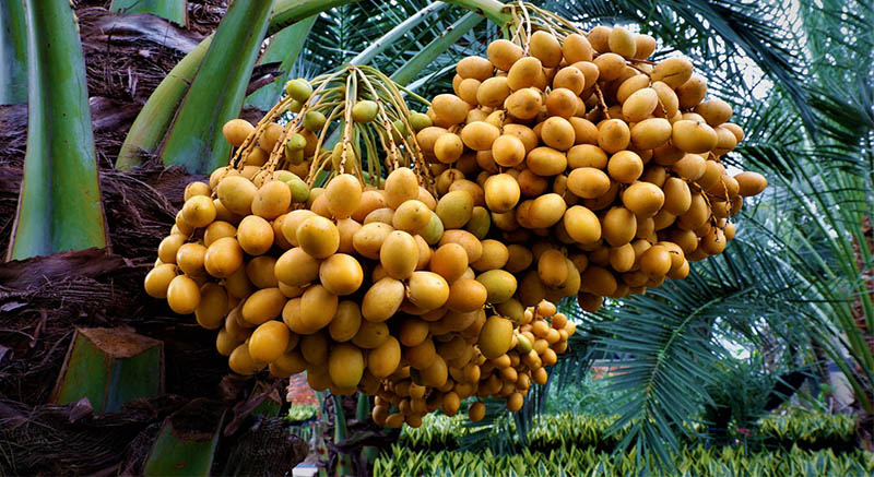 Cây Chà Là được trồng trong sân vườn để mang lại may mắn
