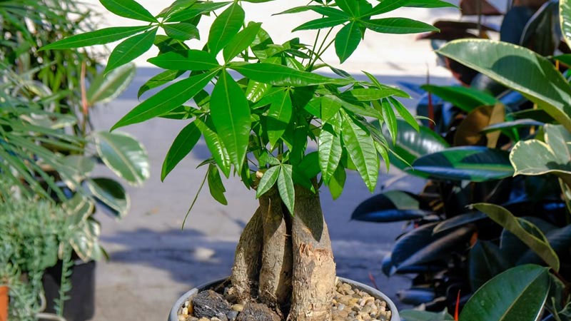 Mệnh gì hợp với cây Kim Ngân
