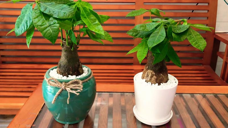 Cây Kim Ngân hợp với nhiều độ tuổi
