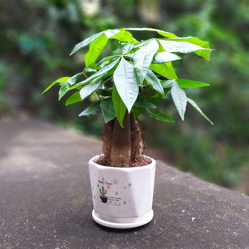 Cây Kim Ngân có 5 - 7 lá tượng trưng tượng trưng cho ngũ hành
