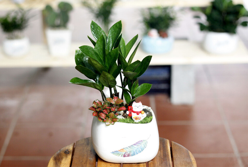 Cây kim tiền có nguồn gốc từ các vùng nhiệt đới của Đông Phi