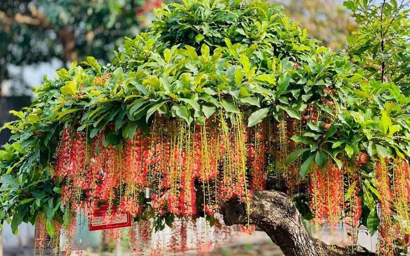 Cây Lộc Vừng có tên tiếng Anh là Freshwater Mangrove hoặc Indian Oak