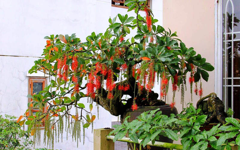 Cây Lộc Vừng tạo sự cân bằng âm dương