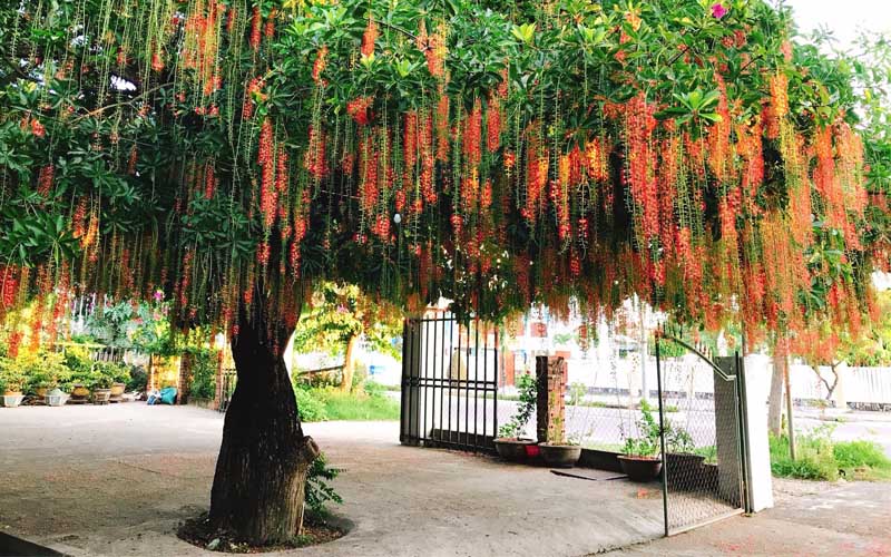 Thân cây Lộc Vừng thường có lớp vỏ màu nâu xám