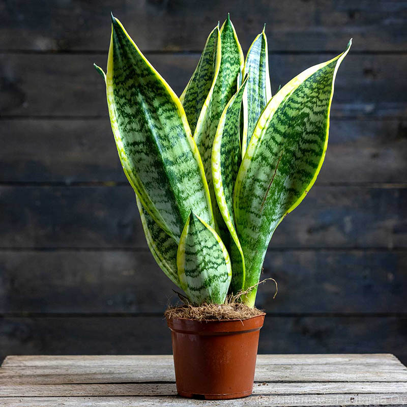 Cây lưỡi hổ (tên khoa học: Sansevieria trifasciata)