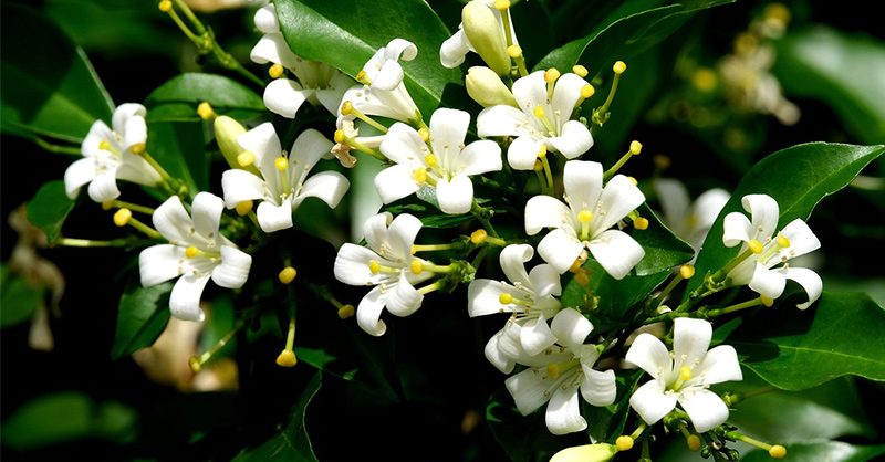 Tìm hiểu về cây Nguyệt Quế