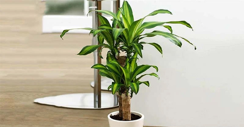 Bí quyết chọn trồng cây phát tài