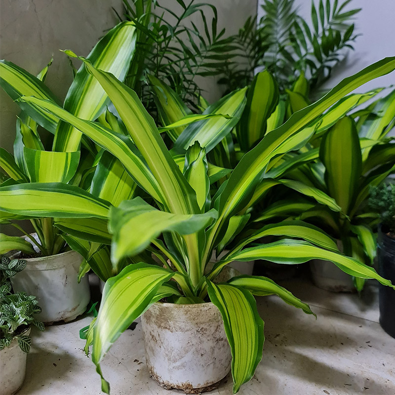Cây phát tài Vàng