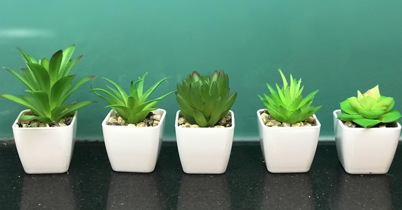 Chậu cây mini mang lại không gian sống trong lành và dễ chịu