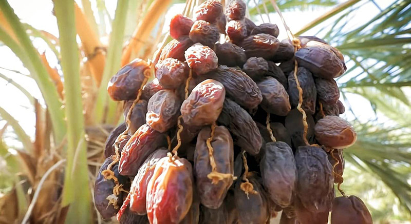 Quả Chà Là bổ sung dinh dưỡng cho cơ thể 