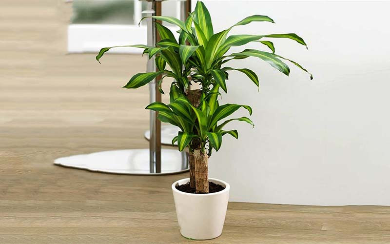 Thiết Mộc Lan có thân gỗ mập mạp, chắc chắn