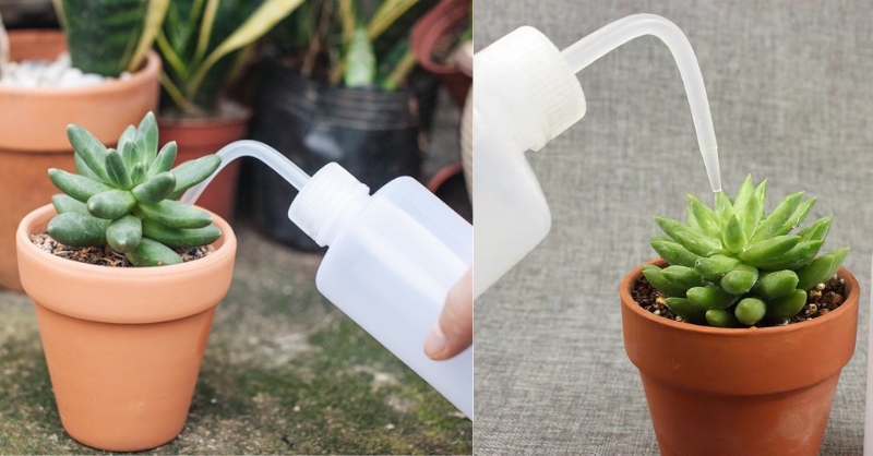 Dụng cụ tưới nước khi trồng sen đá