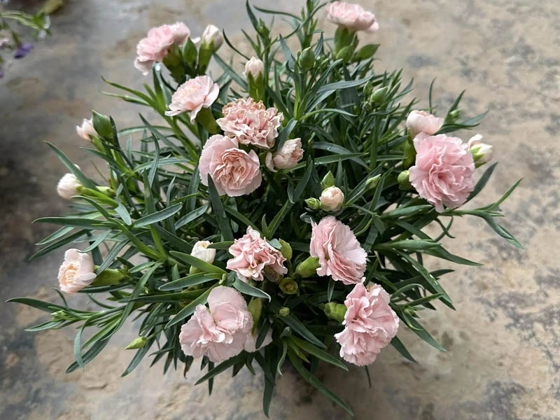 Những lưu ý khi trồng hoa cẩm chướng