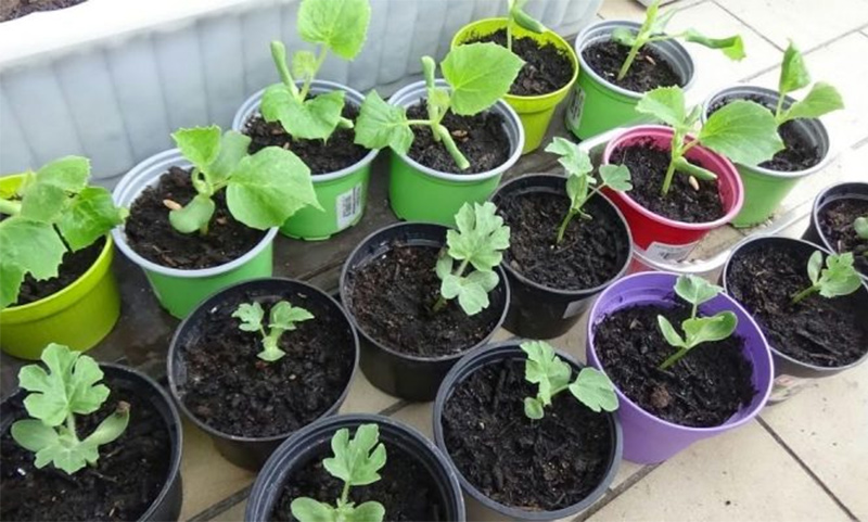 Gieo hạt và chăm sóc cây con