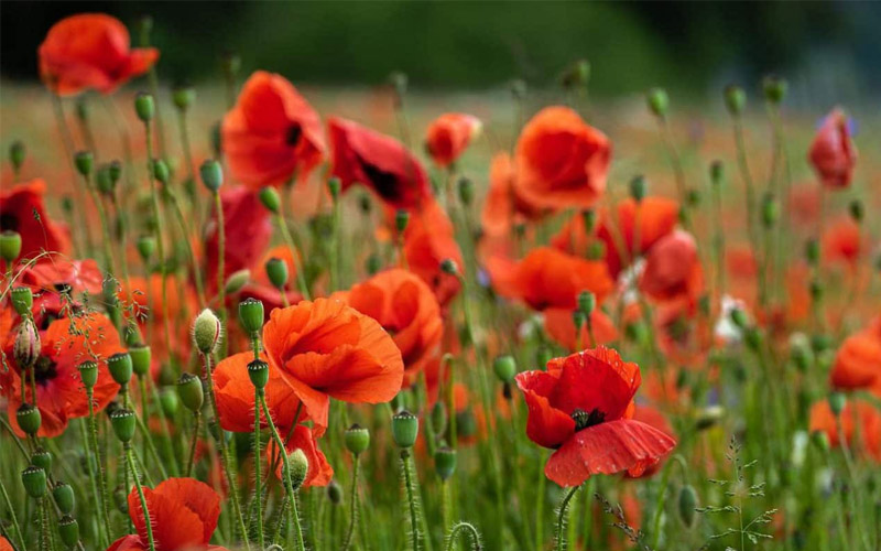 Hoa anh túc còn được gọi là hoa poppy