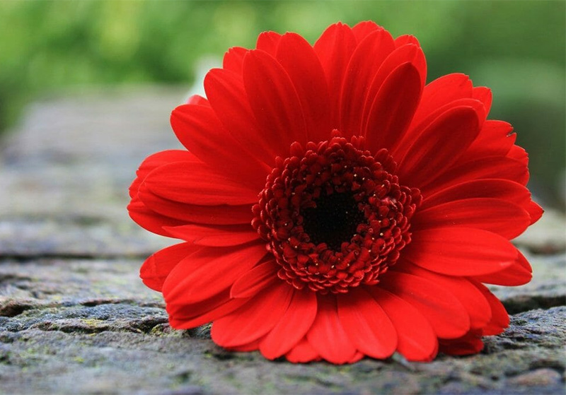 Ý nghĩa hoa đồng tiền màu đỏ