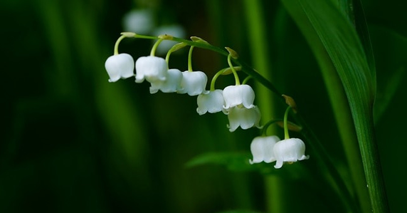 Hoa Linh Lan có tên tiếng Anh là Lily of the Valley