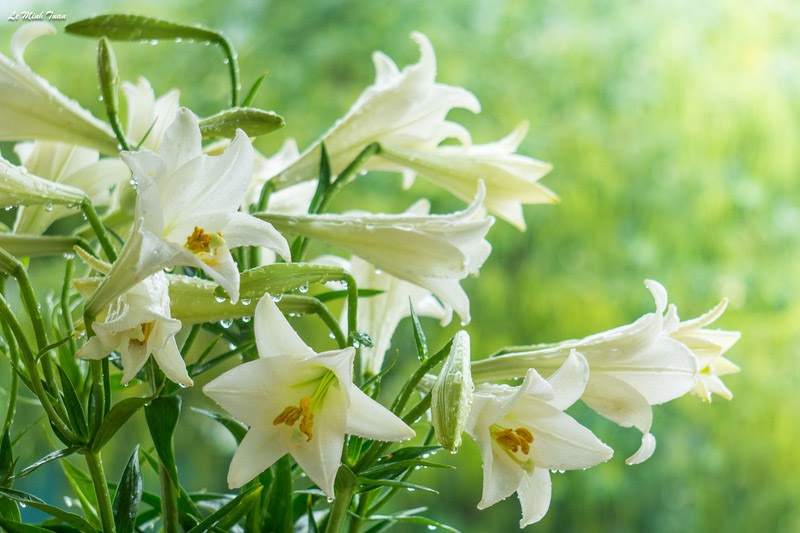 Hoa loa kèn có hình dáng thanh tao