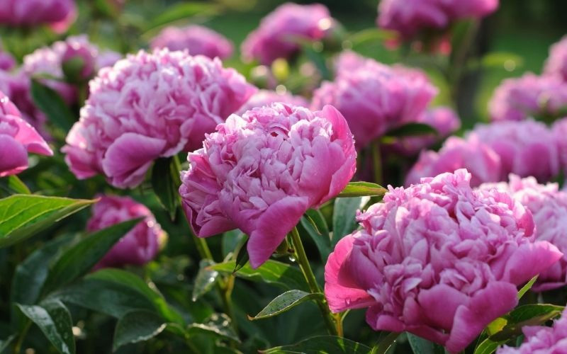 Hoa mẫu đơn hồng đại diện cho sự thanh lịch, nữ tính