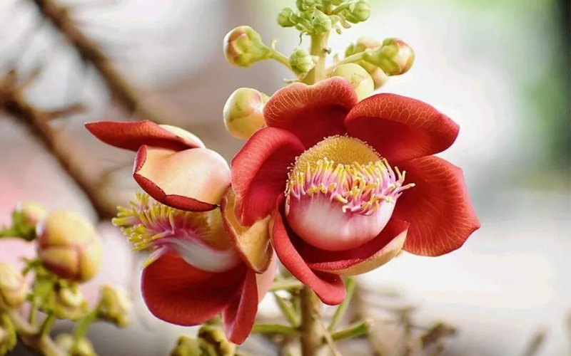 Hoa sala thường nở vào khoảng tháng 2 đến tháng 5 hàng năm