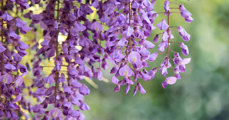 Hoa tử đằng phổ biến ở Nhật Bản và Hàn Quốc