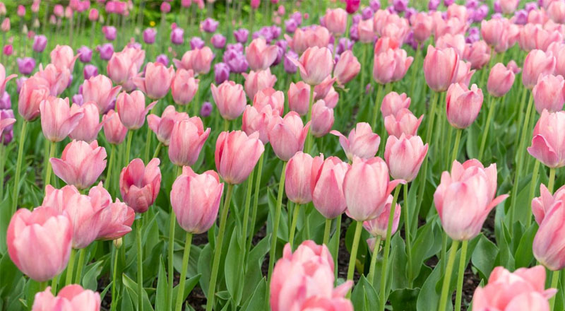 Hoa tulip thường được dùng để bày tỏ tình cảm