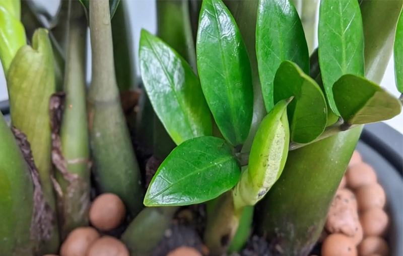 Lá cây kim tiền mọc đối xứng hai bên cành
