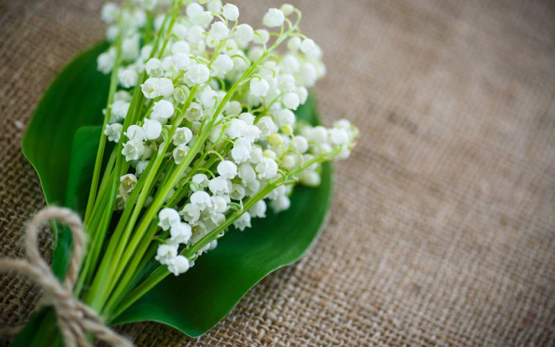 Linh Lan trắng là giống hoa phổ biến
