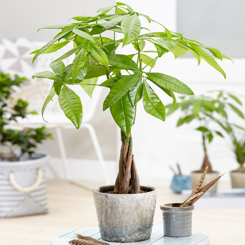 Cây Kim Ngân có nguồn gốc từ đâu