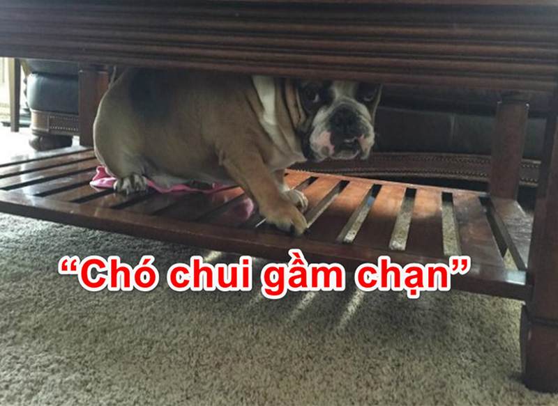 Câu tục ngữ dân gian “chó chui gầm chạn”