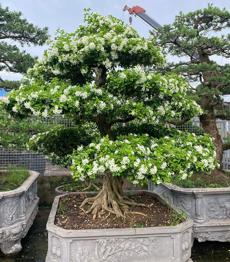 Cây cảnh trang trí và bonsai nghệ thuật