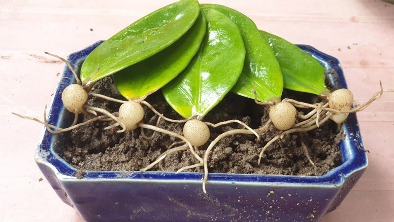 Dùng lá để nhân giống cây kim tiền