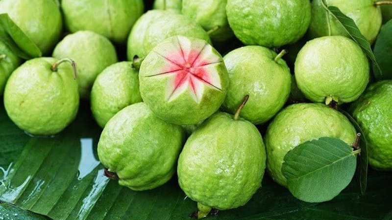 Ổi giúp rút ngắn thời gian hồi phục khi bị cảm cúm