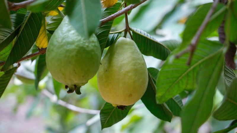 Ổi hỗ trợ hoạt động của hệ tiêu hóa một cách tự nhiên