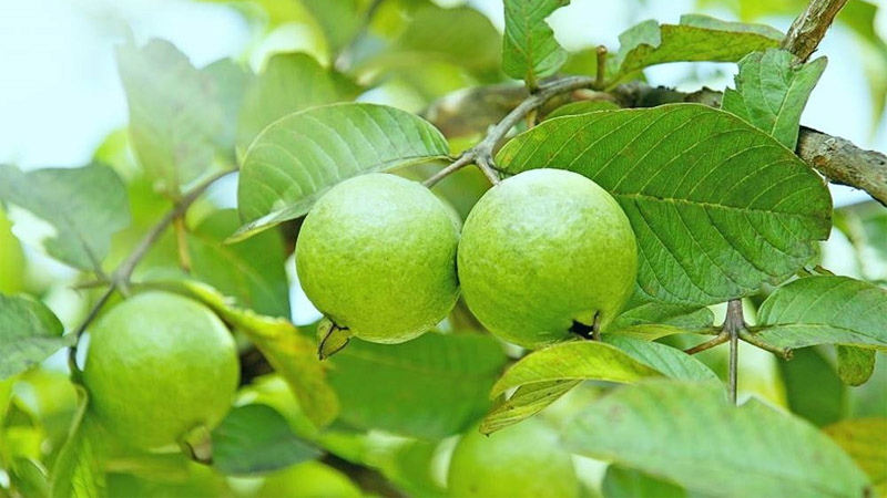 Ổi giúp làm chậm quá trình hấp thu đường vào máu