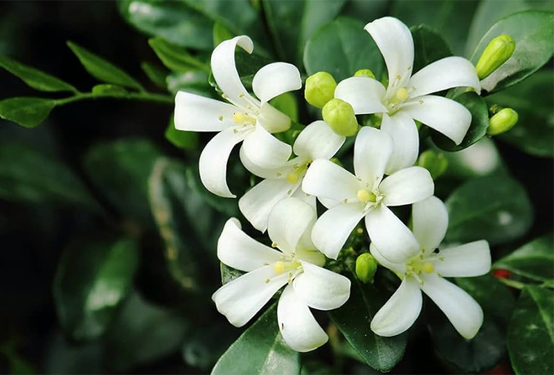 Phương pháp trồng Nguyệt Quế