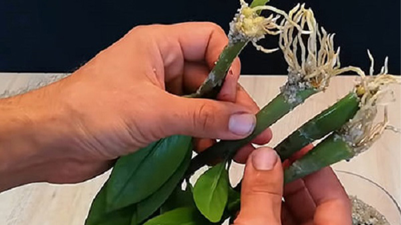 Nhân giống cây kim tiền bằng cây con