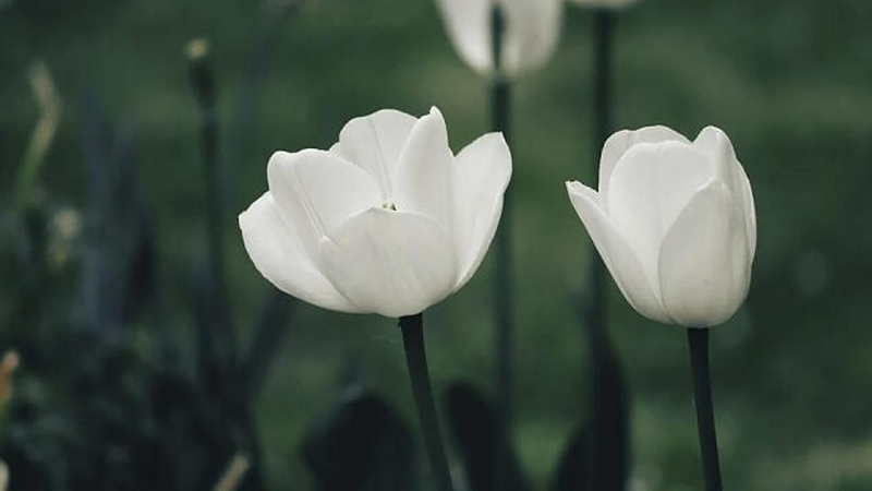 Tulip trắng ẩn chứa những ý nghĩa sâu sắc về tình yêu